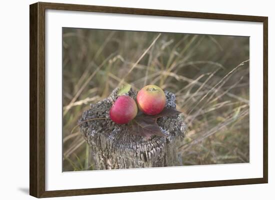 Apples, Old Stump-Andrea Haase-Framed Photographic Print