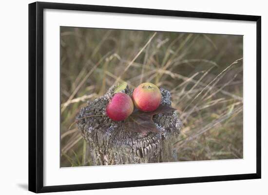 Apples, Old Stump-Andrea Haase-Framed Photographic Print