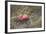 Apples, Old Stump-Andrea Haase-Framed Photographic Print