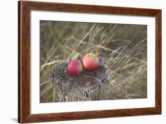 Apples, Old Stump-Andrea Haase-Framed Photographic Print