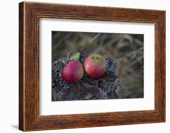 Apples, Old Tree Stump-Andrea Haase-Framed Photographic Print