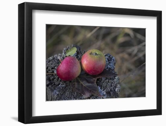 Apples, Old Tree Stump-Andrea Haase-Framed Photographic Print