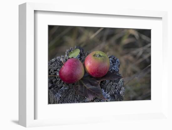 Apples, Old Tree Stump-Andrea Haase-Framed Photographic Print