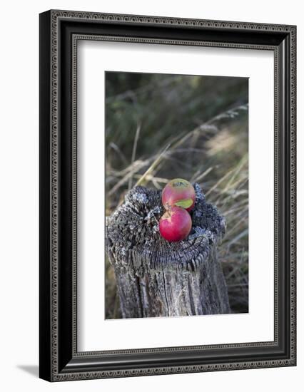 Apples, Old Tree Stump-Andrea Haase-Framed Photographic Print