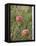 Apples, Two, Branch, Meadow-Andrea Haase-Framed Premier Image Canvas