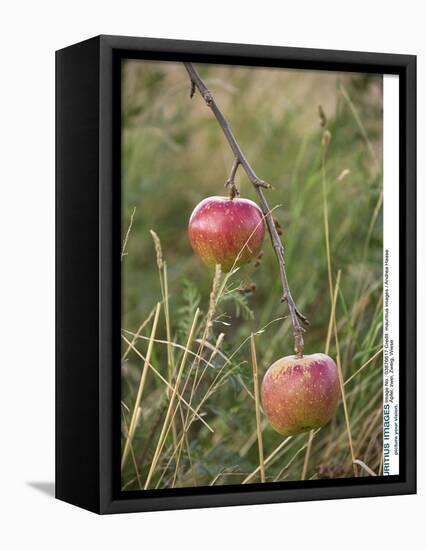 Apples, Two, Branch, Meadow-Andrea Haase-Framed Premier Image Canvas