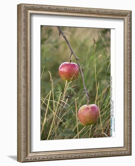 Apples, Two, Branch, Meadow-Andrea Haase-Framed Photographic Print