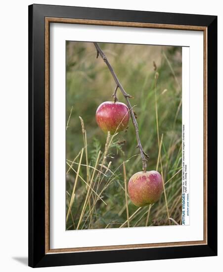 Apples, Two, Branch, Meadow-Andrea Haase-Framed Photographic Print