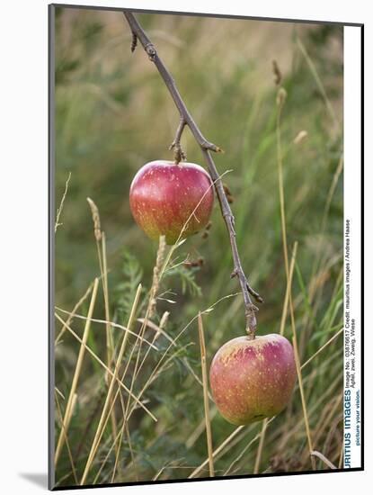 Apples, Two, Branch, Meadow-Andrea Haase-Mounted Photographic Print