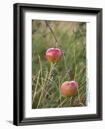 Apples, Two, Branch, Meadow-Andrea Haase-Framed Photographic Print