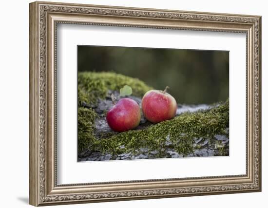 Apples, Two, Trunk, Moss-Andrea Haase-Framed Photographic Print