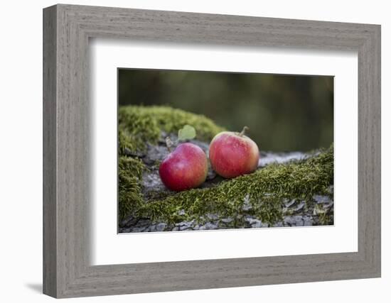 Apples, Two, Trunk, Moss-Andrea Haase-Framed Photographic Print