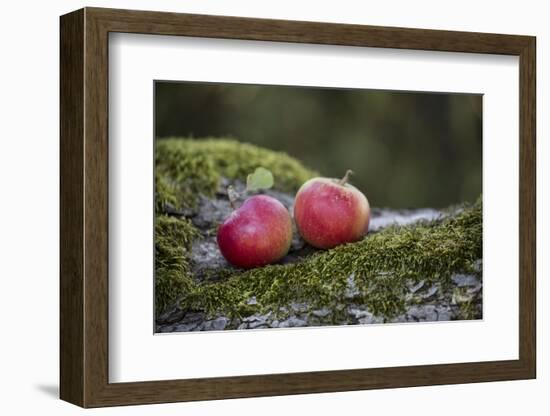 Apples, Two, Trunk, Moss-Andrea Haase-Framed Photographic Print