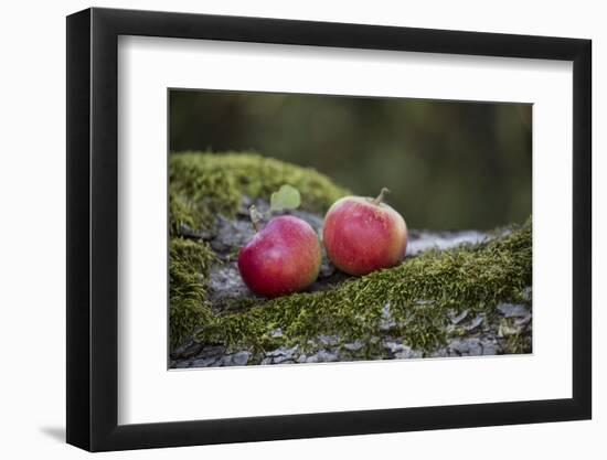 Apples, Two, Trunk, Moss-Andrea Haase-Framed Photographic Print