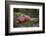 Apples, Two, Trunk, Moss-Andrea Haase-Framed Photographic Print