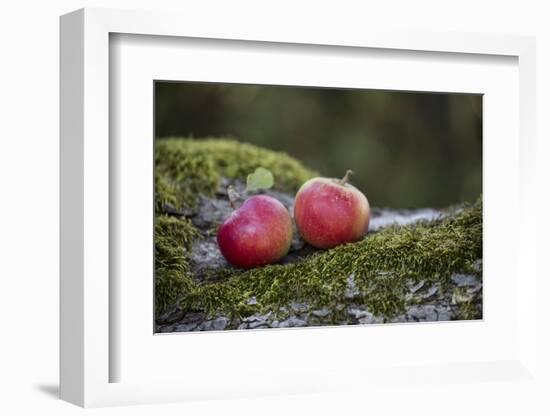 Apples, Two, Trunk, Moss-Andrea Haase-Framed Photographic Print