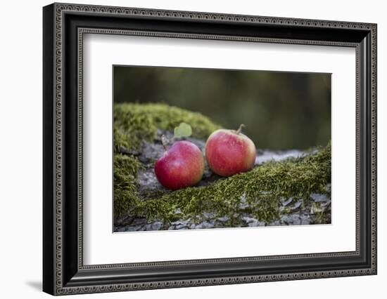 Apples, Two, Trunk, Moss-Andrea Haase-Framed Photographic Print