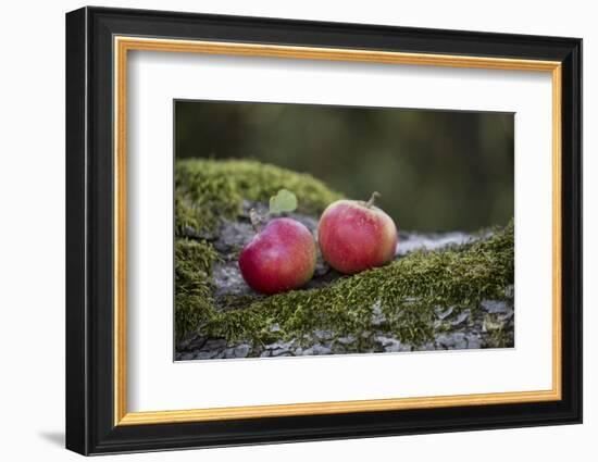 Apples, Two, Trunk, Moss-Andrea Haase-Framed Photographic Print