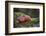 Apples, Two, Trunk, Moss-Andrea Haase-Framed Photographic Print