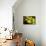Apples-Karyn Millet-Photographic Print displayed on a wall