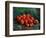 Apples-Vincent van Gogh-Framed Giclee Print