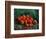 Apples-Vincent van Gogh-Framed Giclee Print