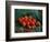 Apples-Vincent van Gogh-Framed Giclee Print