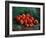 Apples-Vincent van Gogh-Framed Giclee Print