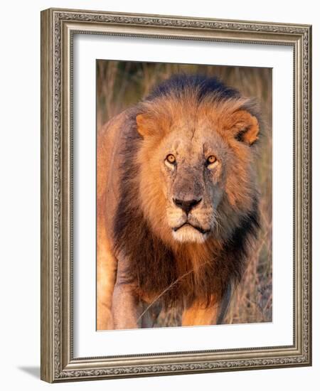 Approaching Lion-Kathy Mansfield-Framed Art Print