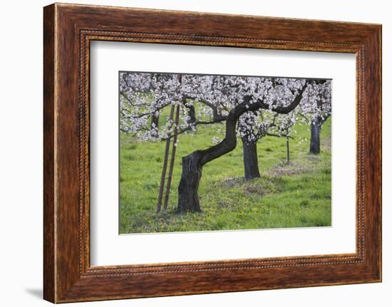 Apricot Blossom, Austria-Rainer Mirau-Framed Photographic Print