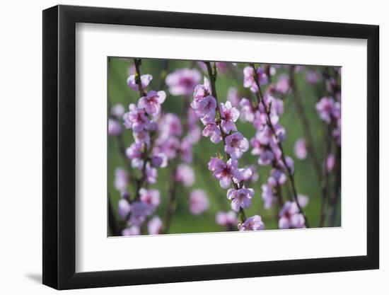 Apricot Blossom, Austria-Rainer Mirau-Framed Photographic Print