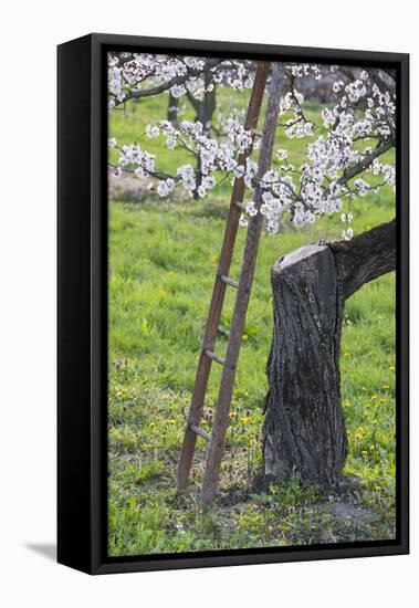 Apricot Blossom, Austria-Rainer Mirau-Framed Premier Image Canvas