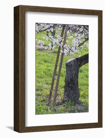 Apricot Blossom, Austria-Rainer Mirau-Framed Photographic Print