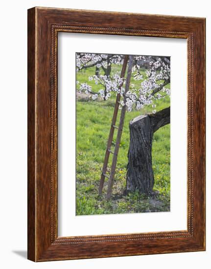 Apricot Blossom, Austria-Rainer Mirau-Framed Photographic Print