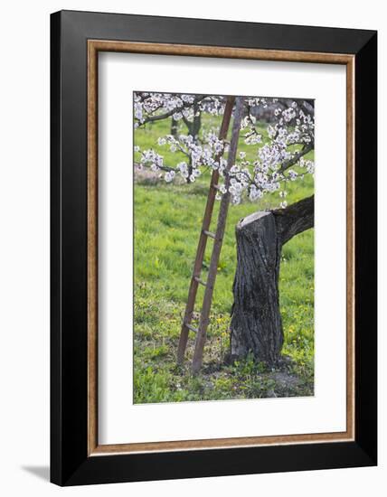 Apricot Blossom, Austria-Rainer Mirau-Framed Photographic Print