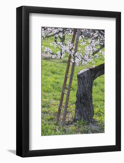 Apricot Blossom, Austria-Rainer Mirau-Framed Photographic Print