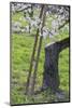 Apricot Blossom, Austria-Rainer Mirau-Mounted Photographic Print