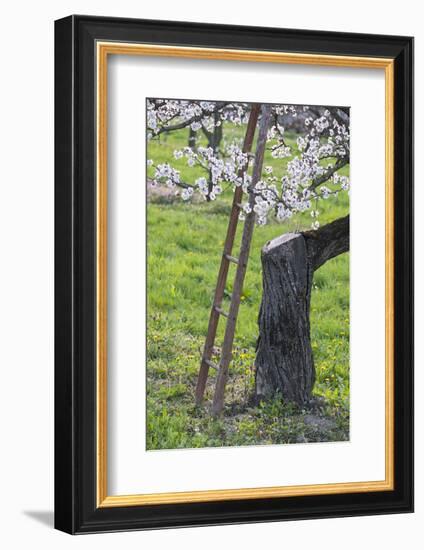 Apricot Blossom, Austria-Rainer Mirau-Framed Photographic Print