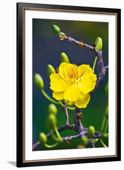 Apricot Flower-Nhiem Hoang The-Framed Giclee Print