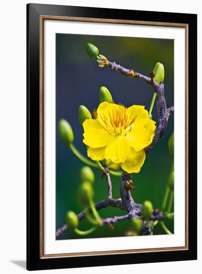 Apricot Flower-Nhiem Hoang The-Framed Giclee Print