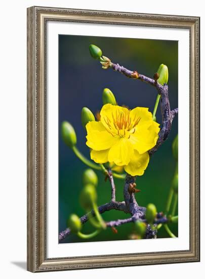 Apricot Flower-Nhiem Hoang The-Framed Giclee Print