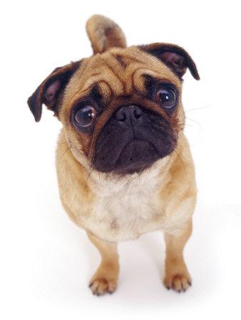 Apricot Pug, 2 Years Old' Photographic Print - Jane Burton | Art.com