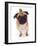 Apricot Pug, 2 Years Old-Jane Burton-Framed Photographic Print