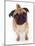 Apricot Pug, 2 Years Old-Jane Burton-Mounted Photographic Print