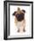 Apricot Pug, 2 Years Old-Jane Burton-Framed Photographic Print