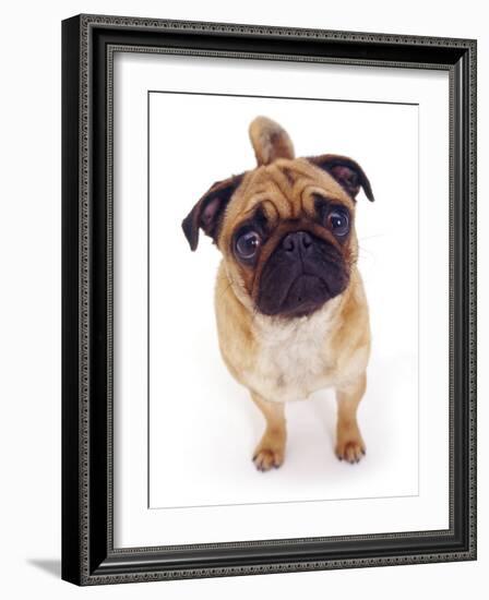 Apricot Pug, 2 Years Old-Jane Burton-Framed Photographic Print