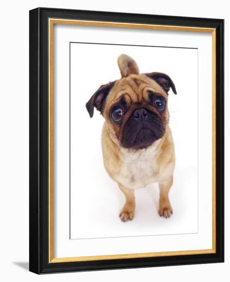 Apricot Pug, 2 Years Old-Jane Burton-Framed Photographic Print