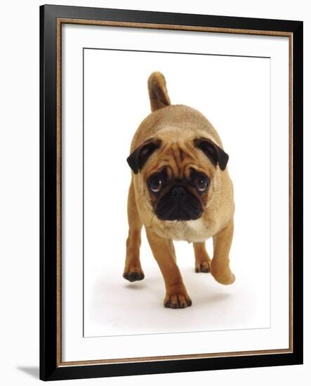 Apricot Pug Bitch, 2 Years Old, Walking-Jane Burton-Framed Photographic Print