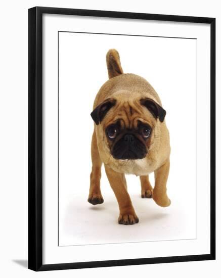 Apricot Pug Bitch, 2 Years Old, Walking-Jane Burton-Framed Photographic Print