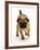 Apricot Pug Bitch, 2 Years Old, Walking-Jane Burton-Framed Photographic Print